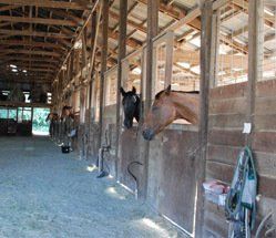 Indoor Stalls at Farm — Philomath, OR — Inavale Farm - Stables