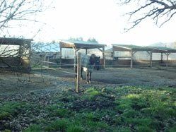 Individual Horse Sheds — Philomath, OR — Inavale Farm - Stables