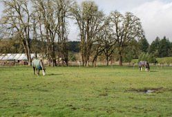 Horses Eating a Grasses — Philomath, OR — Inavale Farm - Stables