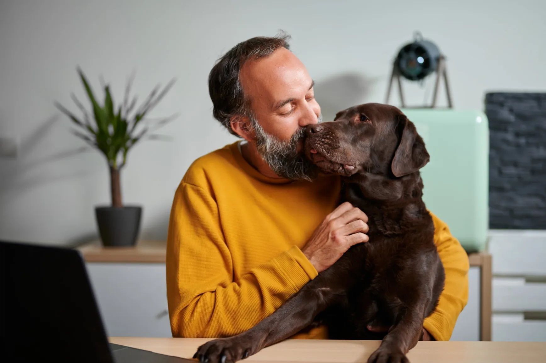 Man in yellow shirt kisses a chocolate Labrador dog indoors at a desk, near a plant.