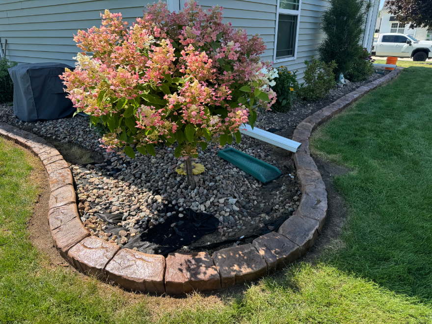 A tree with pink flowers is in the middle of a lawn next to a house.