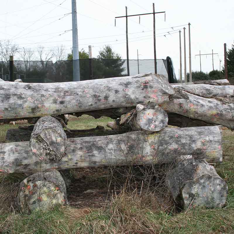 Pevs Dead Wood Paintball Playing Field