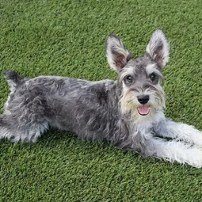 Gray and white Miniature Schnauzer dog, lying on green artificial turf.