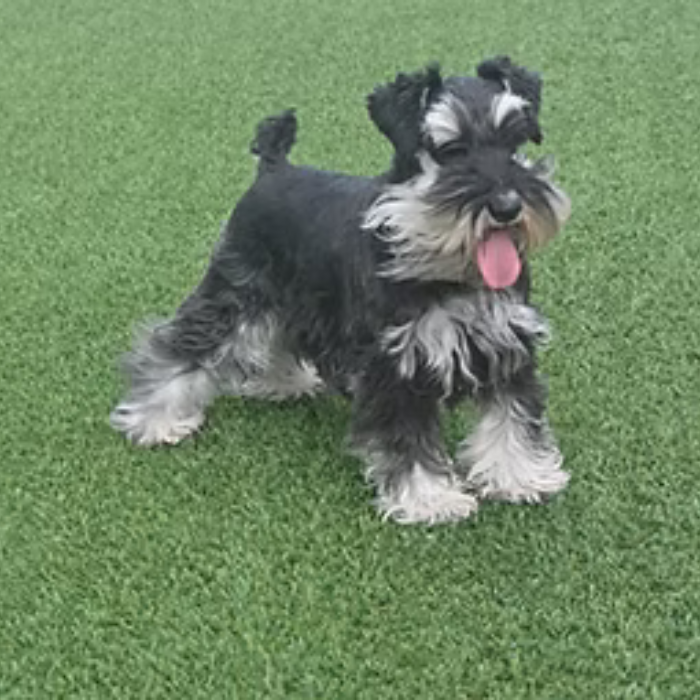 Black and silver Miniature Schnauzer with tongue out, standing on green turf.