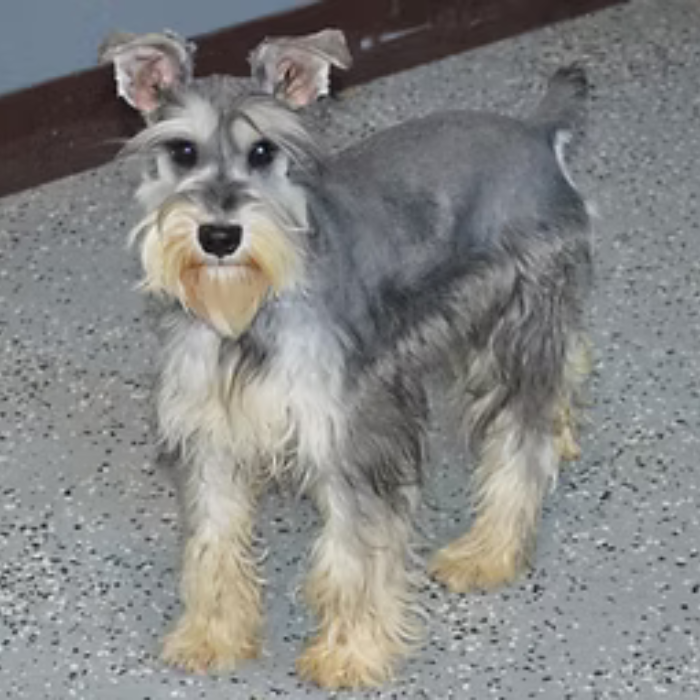Gray and tan Schnauzer dog standing on a speckled floor, looking forward.