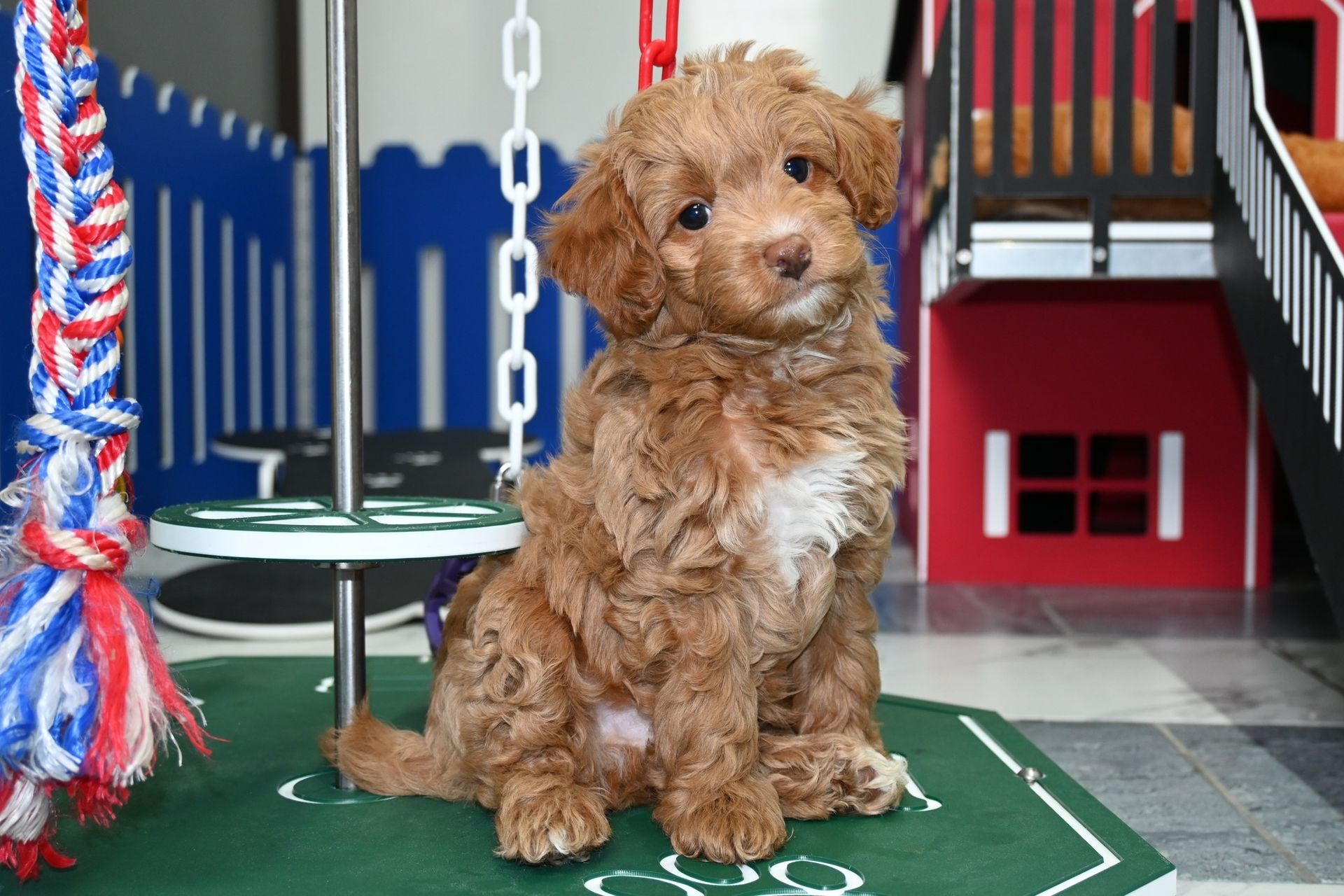 Brown Goldendoodle puppy sits on a green mat, looking at the viewer. Play area in background.