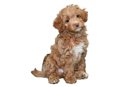 Brown puppy with curly fur and white chest patch, sitting with head tilted.