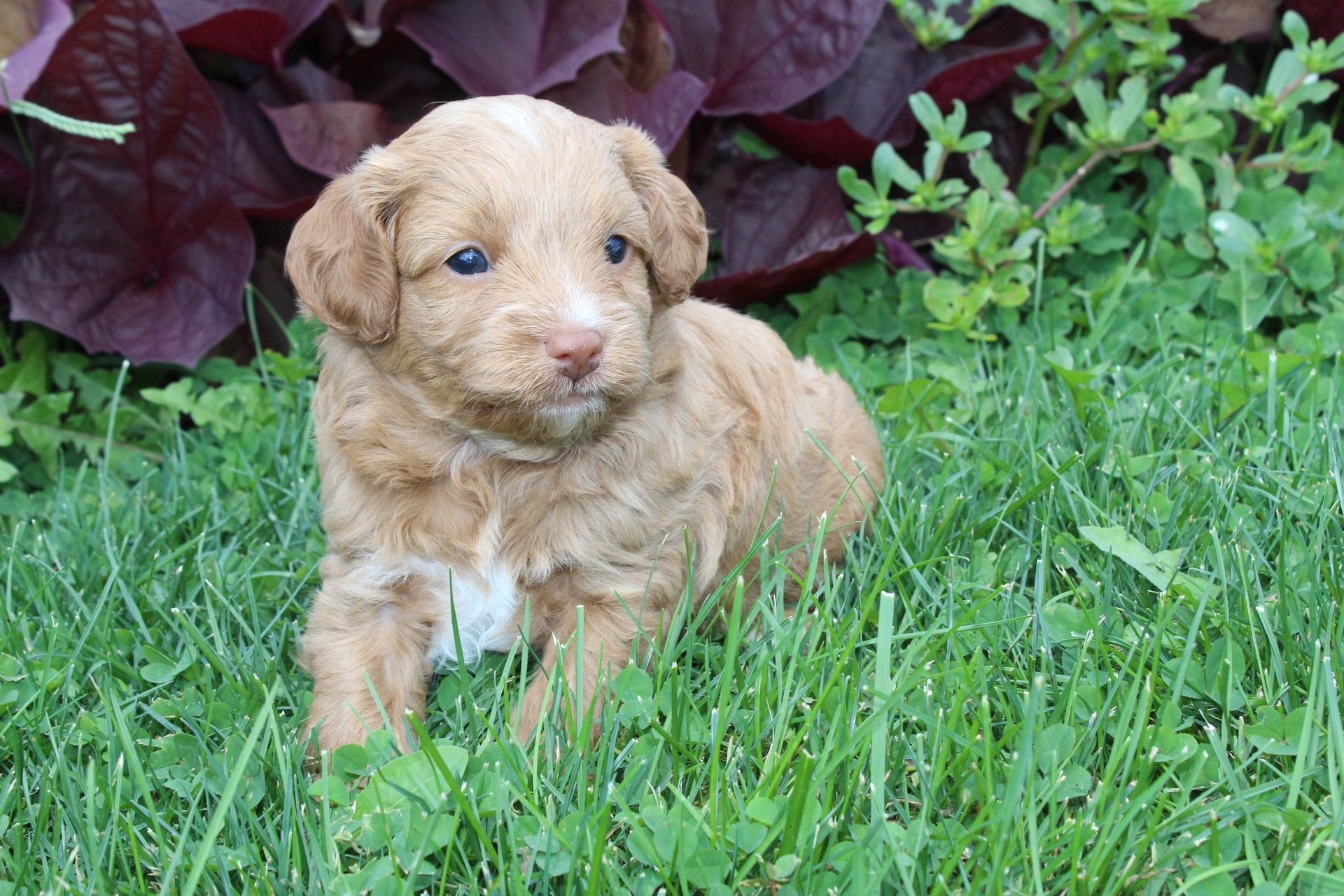 Tan puppy with white markings sits in green grass near purple foliage.