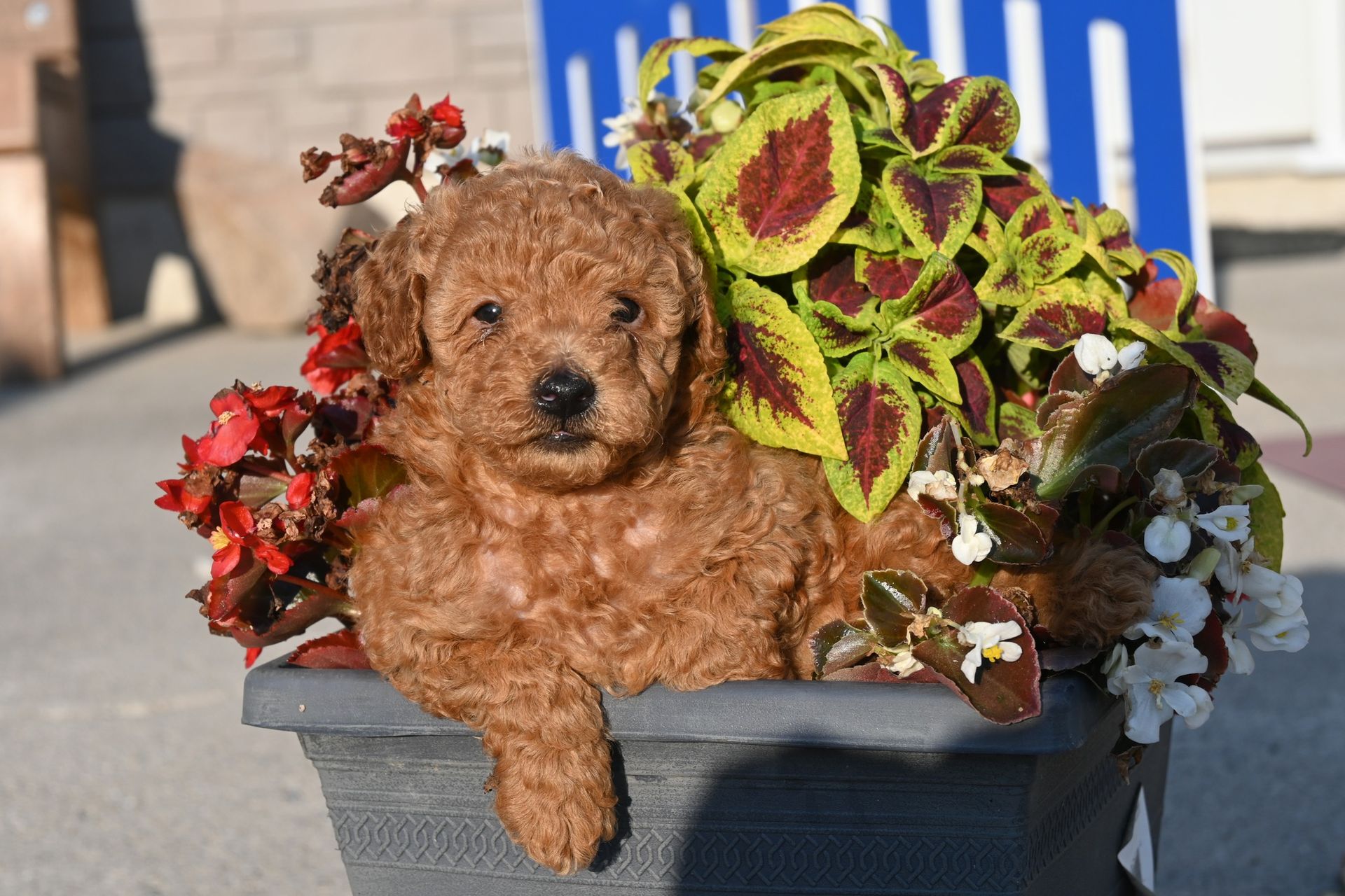 A small, brown poodle puppy sits in a flower pot filled with colorful flowers.