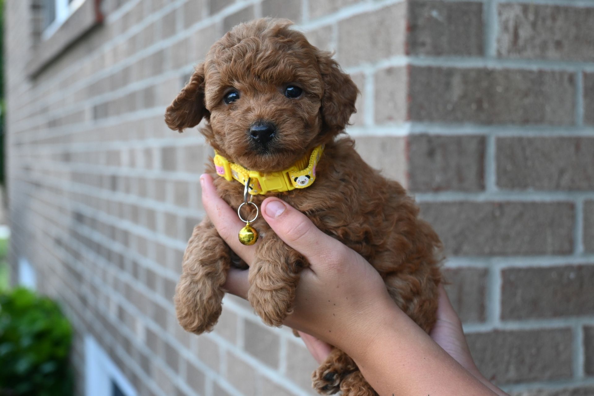 Brown toy poodle puppy wearing a yellow collar with a bell, held in someone's hands.