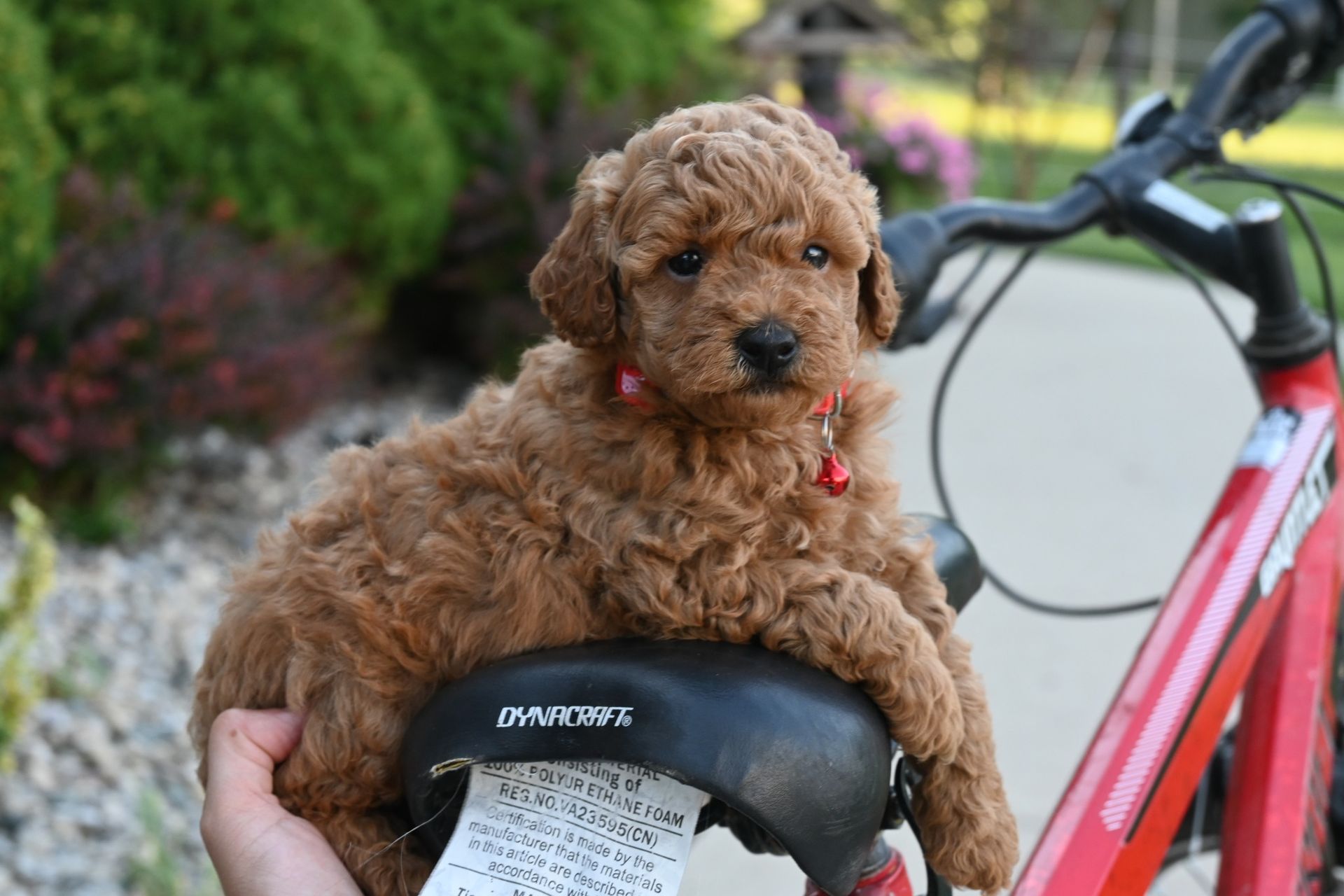 Brown curly-haired puppy sits on a bicycle seat, a hand supporting it. Green and red outside.