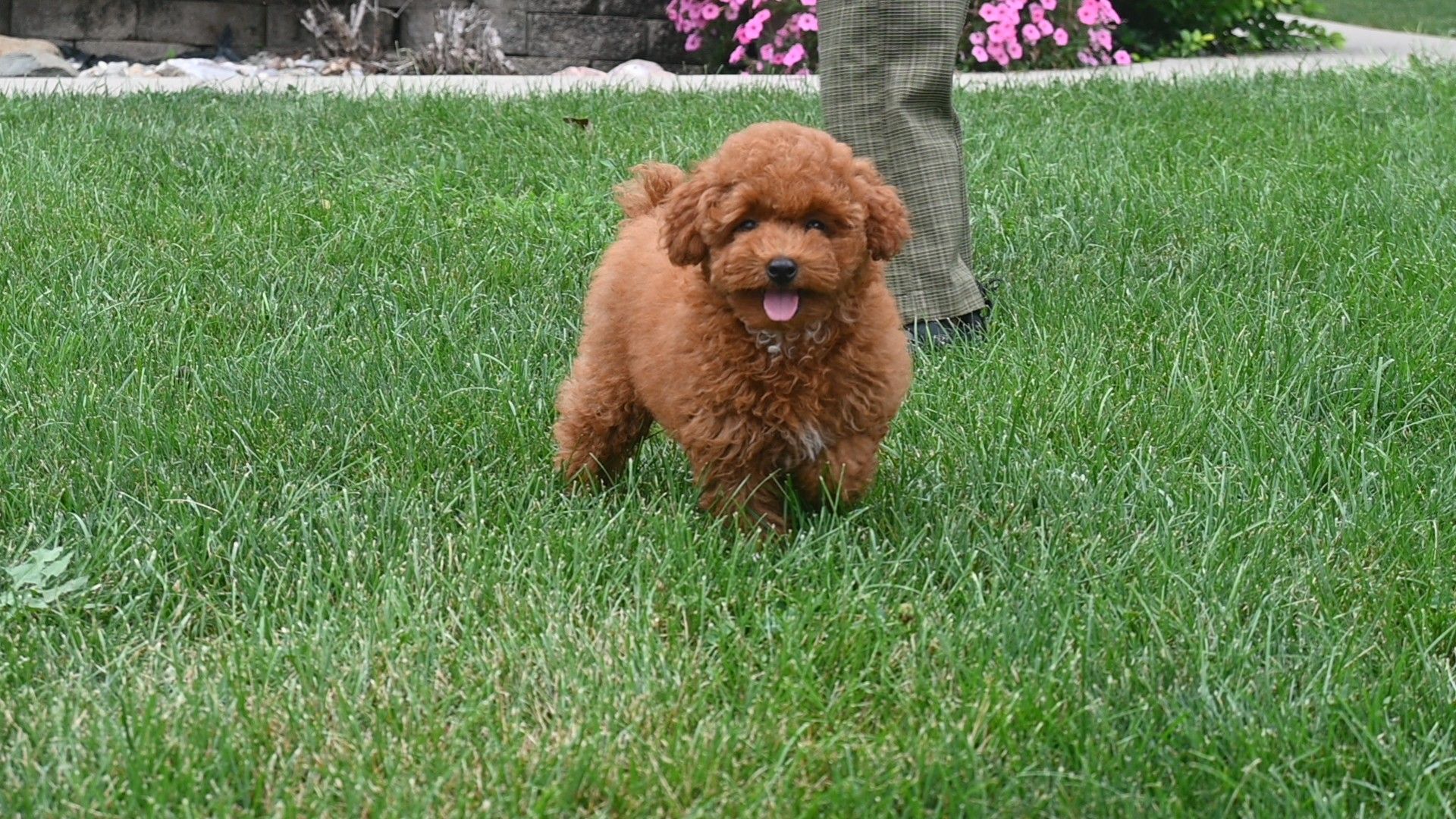 Red poodle standing in green grass, person's legs in background.