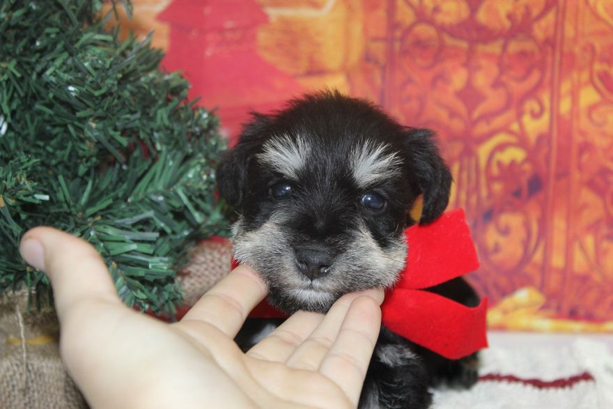A small black and gray puppy with a red bow, being petted by a hand near a Christmas tree.