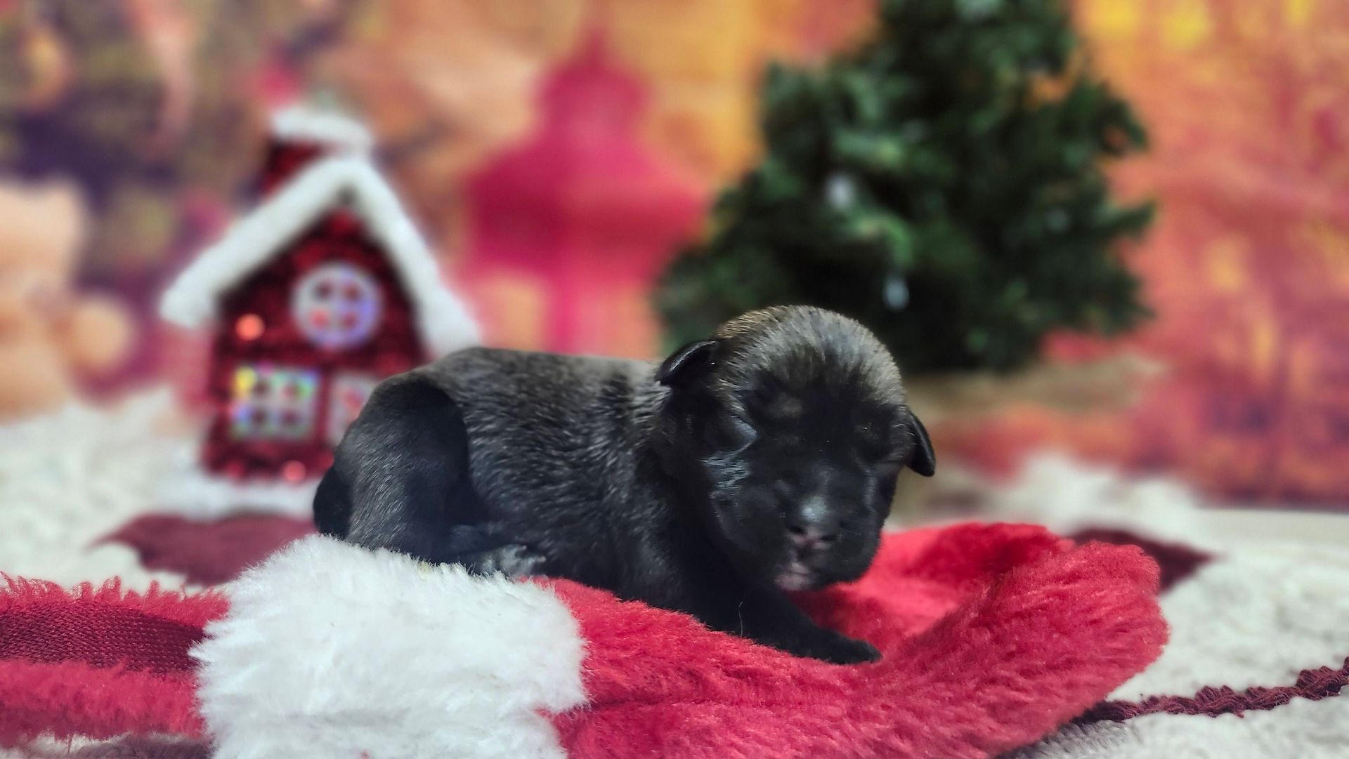 Small, tan puppy with curly fur sitting in green grass. Purple and green plants in background.