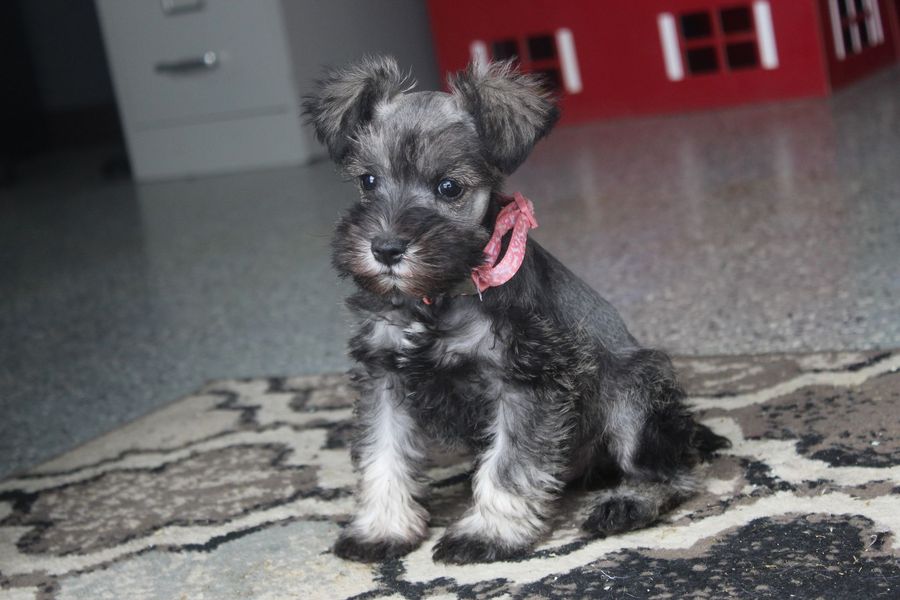 Tan puppy with white markings sits in green grass near purple foliage.