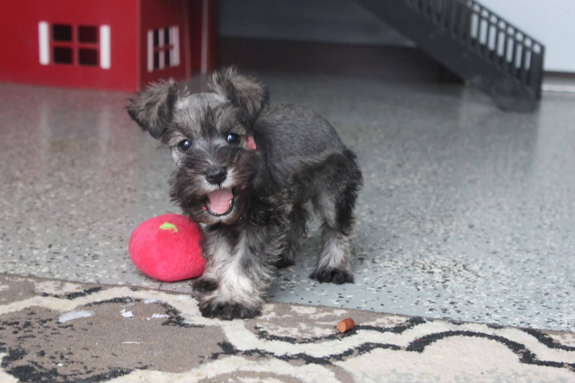 A gray and black miniature schnauzer puppy with a red ball in front of a red structure.