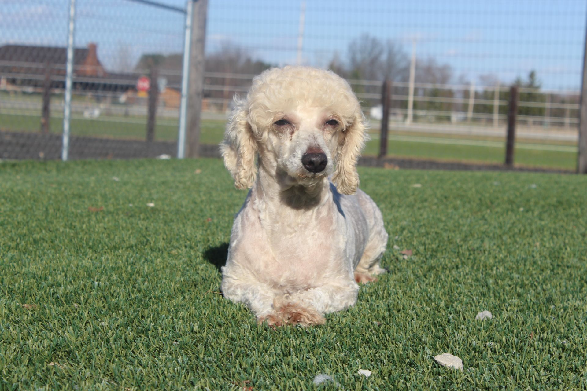 A light-colored poodle with short-trimmed fur lies on bright green grass in front of a wire fence.