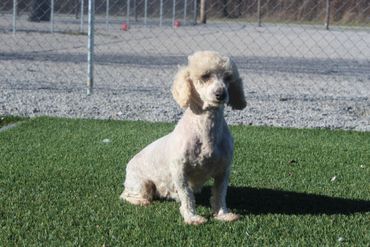 Silver Schnauzer dog standing on green grass, tongue out, smiling.