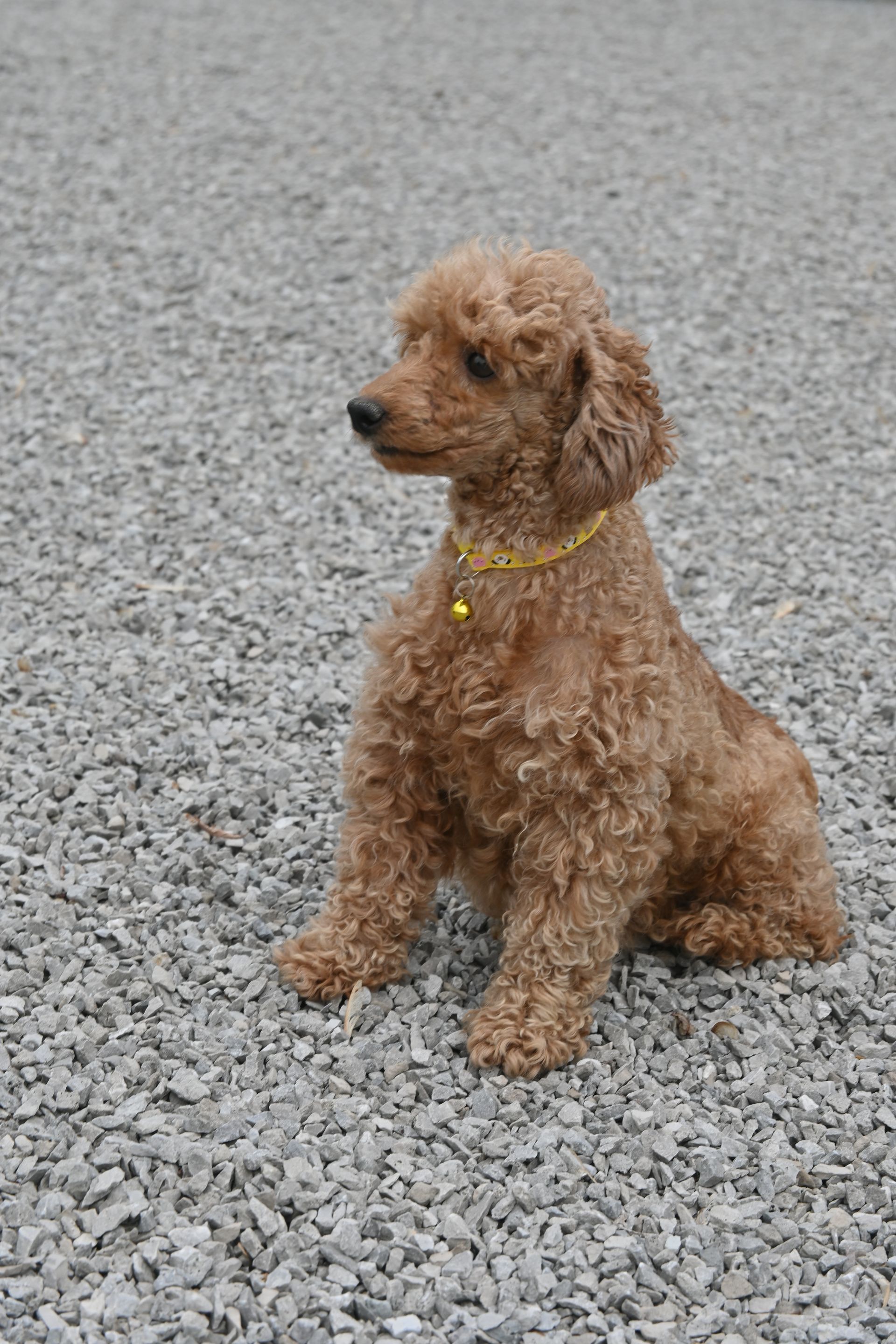 A small, curly-haired, light brown poodle sits patiently on a bed of grey gravel, wearing a gold collar with a bell.