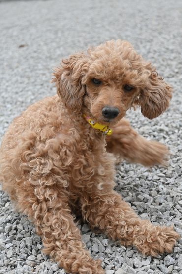 Cream-colored poodle standing on a speckled gray floor, looking at the camera.