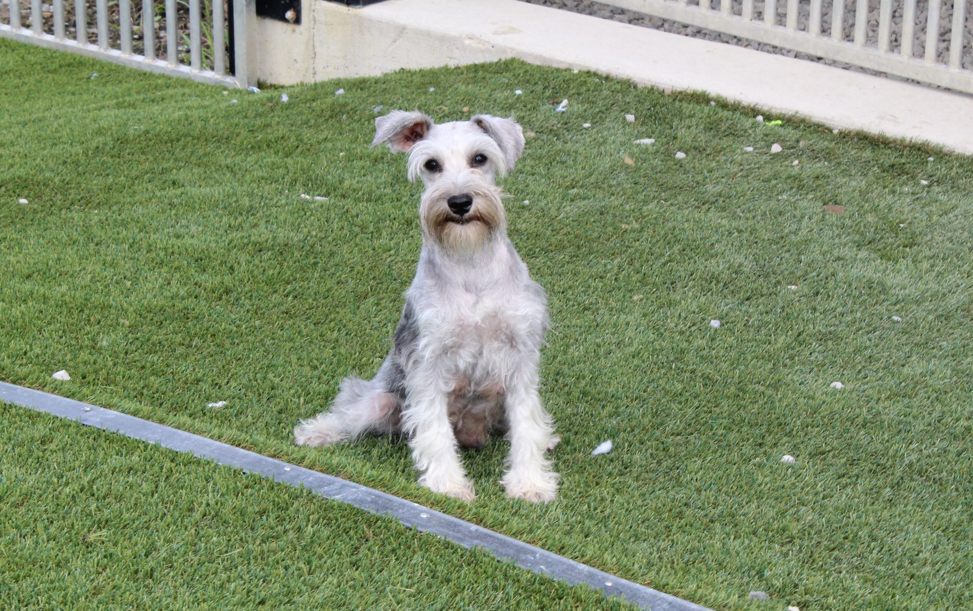 A white and grey Schnauzer sits attentively on a lush green lawn near a patio.