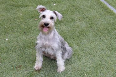 Silver Schnauzer dog standing on green grass, tongue out, smiling.