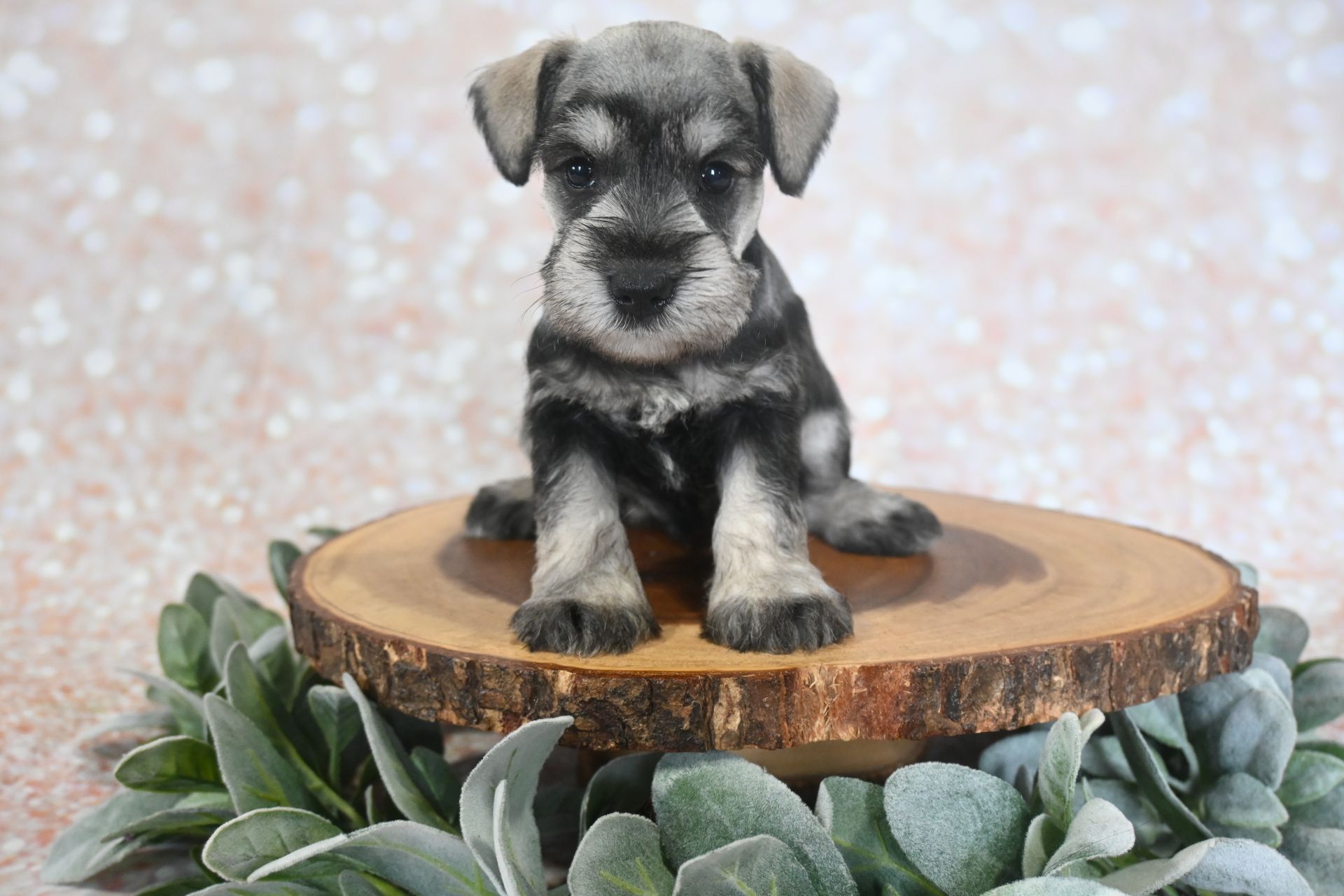 A gray and black Miniature Schnauzer puppy sits on a round wooden platform surrounded by green leaves.