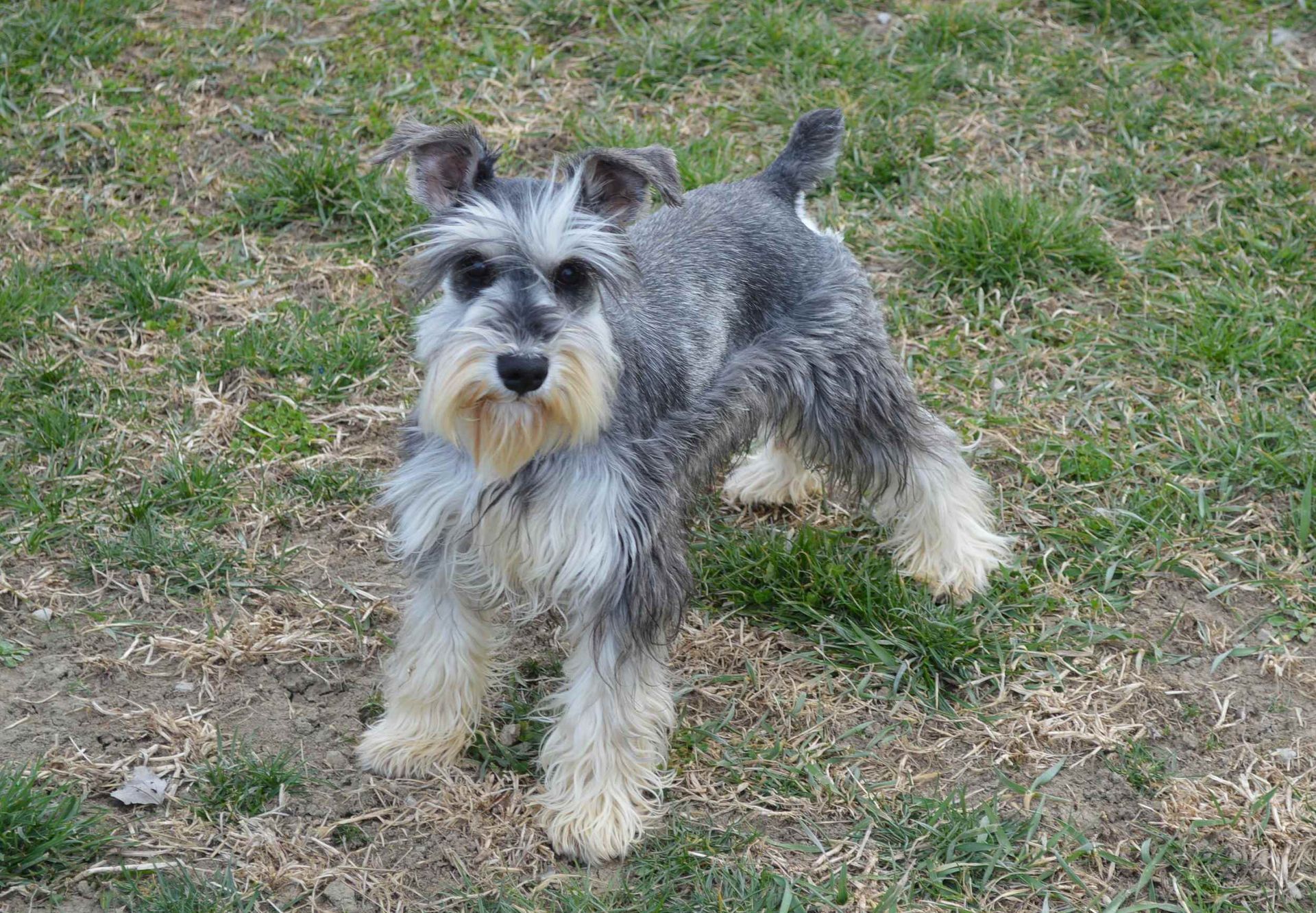 Schnauzer dog with gray and tan fur standing on a gravel path with fallen leaves.