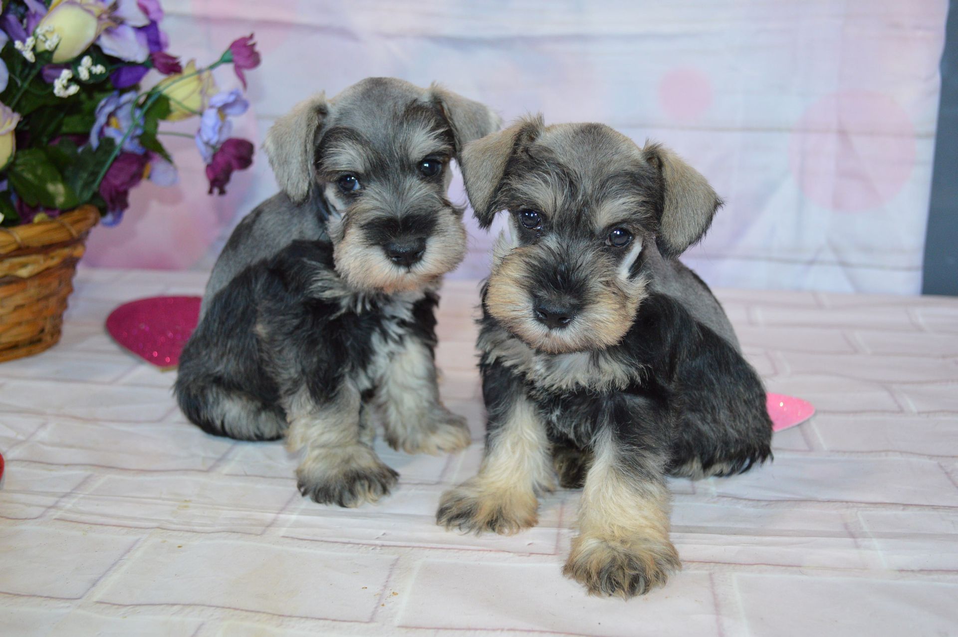 Two small, salt and pepper Schnauzer puppies sit side-by-side on a white surface with a basket of flowers in the background.