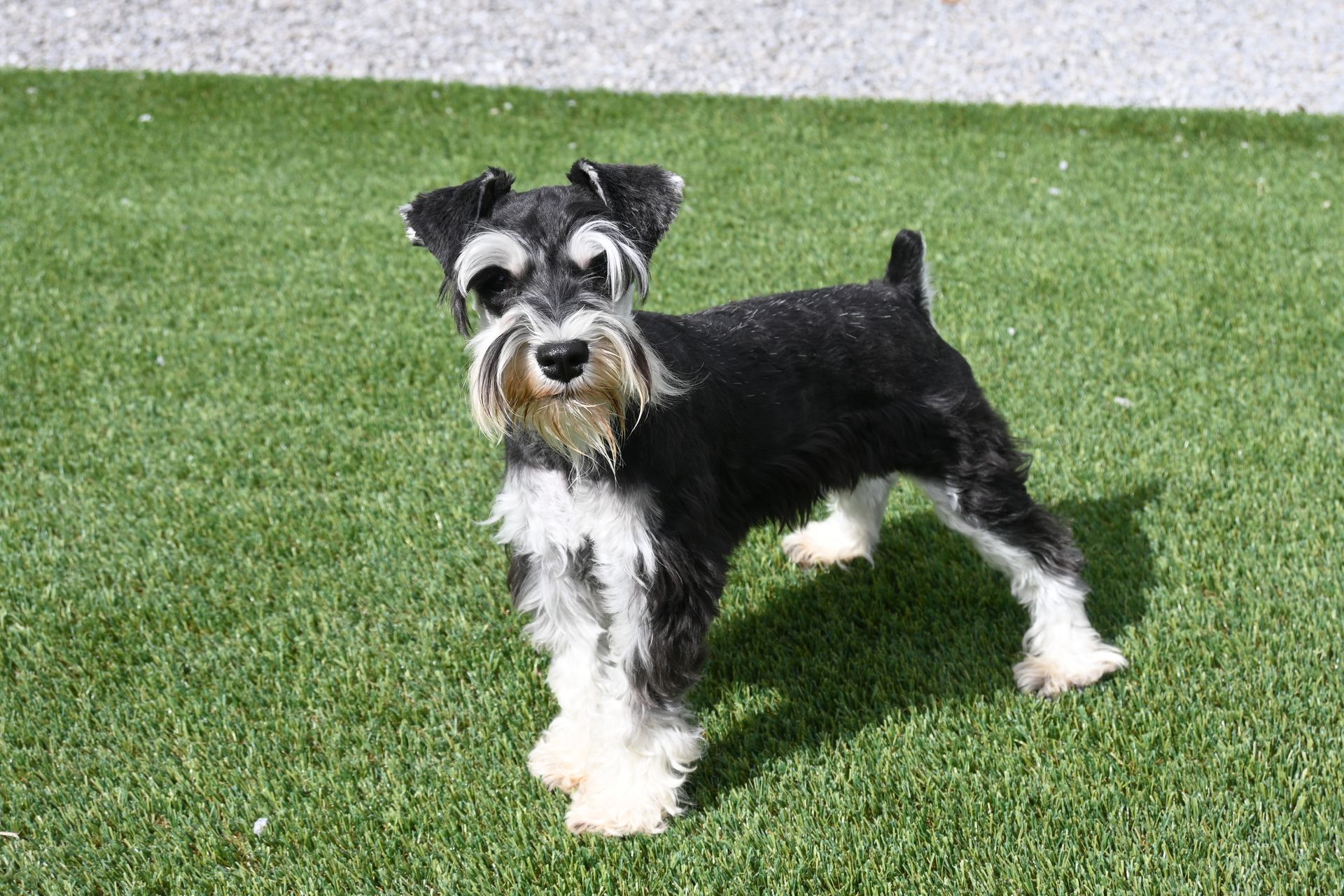 A black and white miniature schnauzer stands alert on a green lawn.