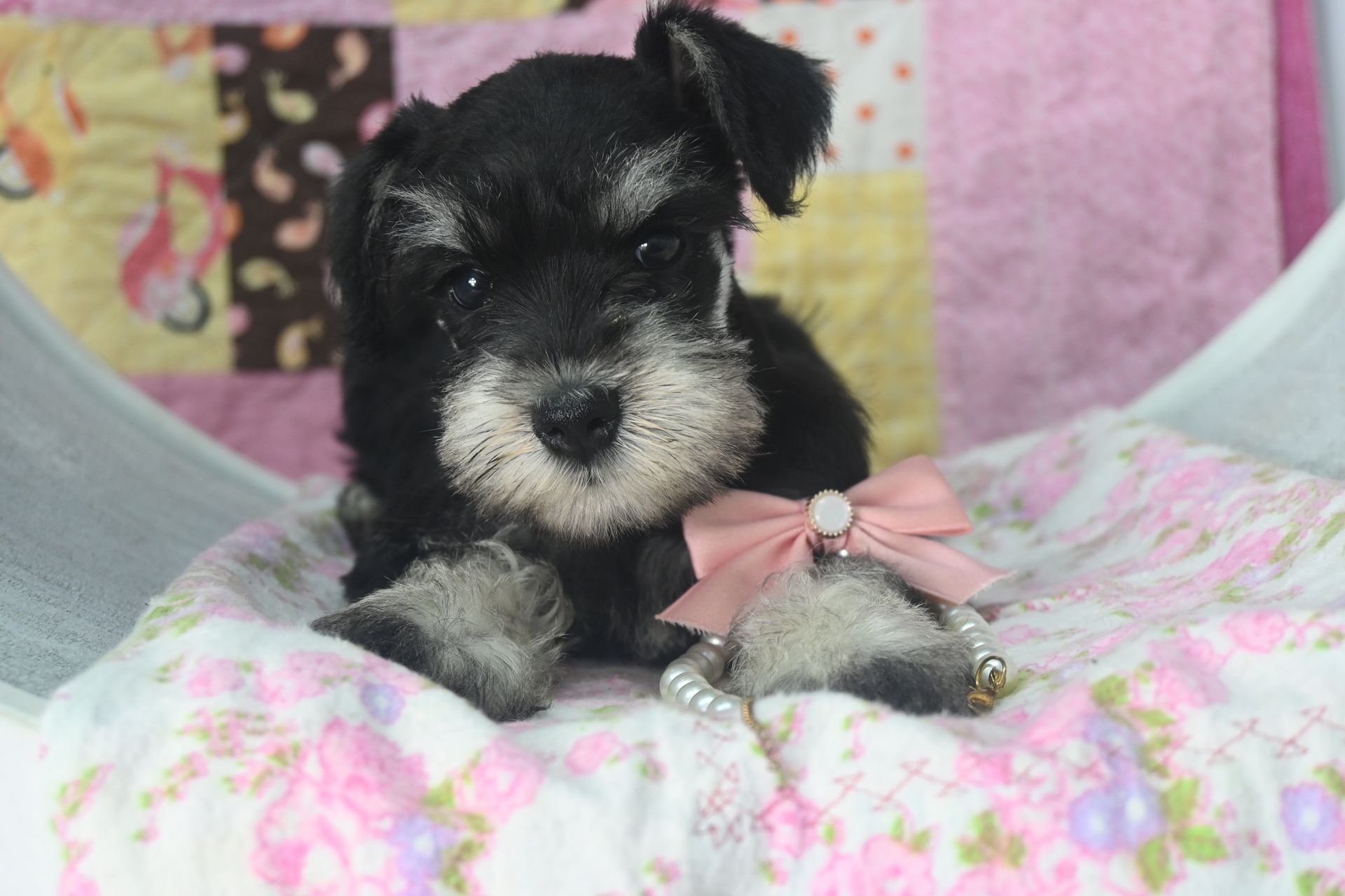 A small, black and silver schnauzer puppy with a pink bow sits on a floral blanket.