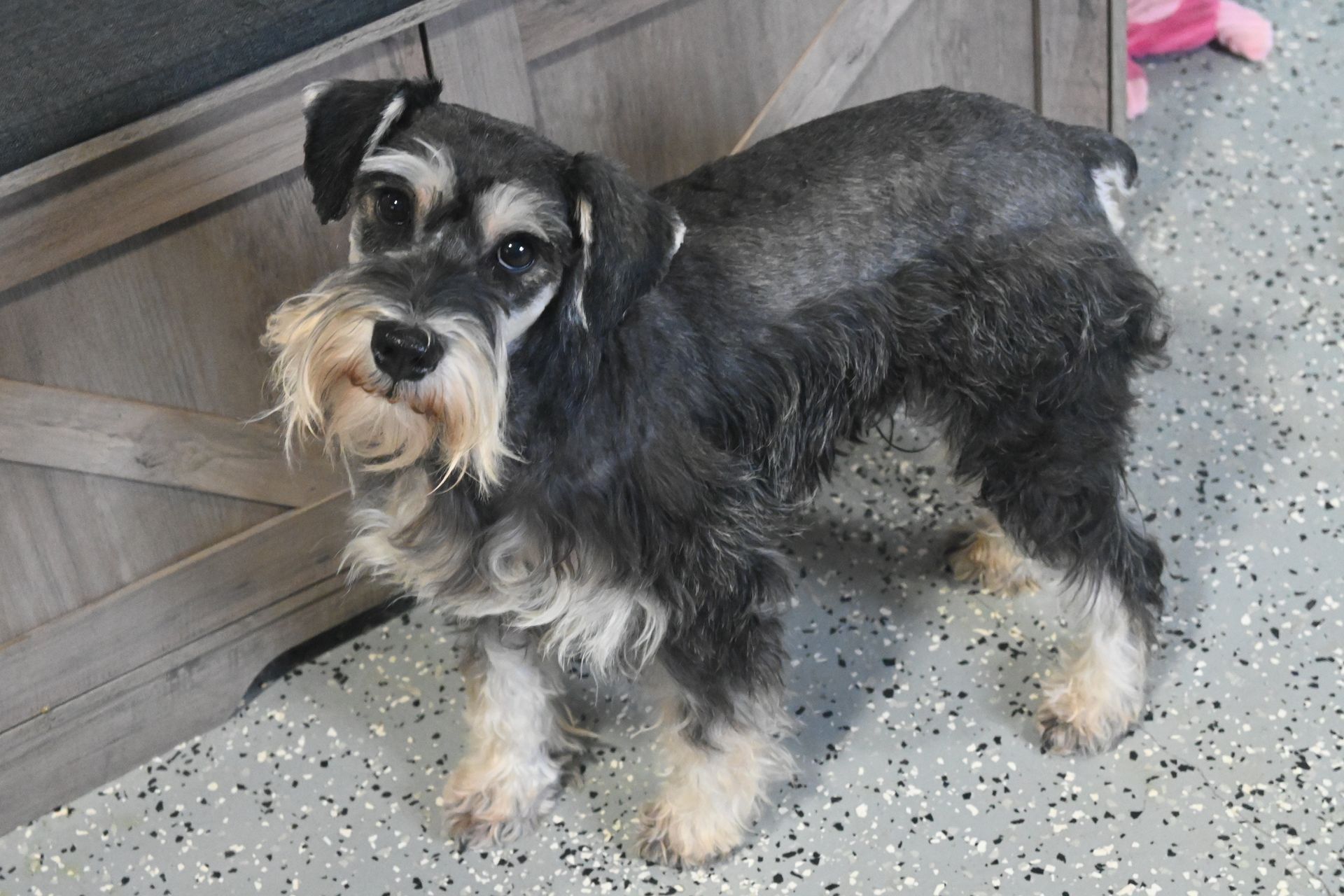 A black and silver Miniature Schnauzer stands on a speckled floor, looking up with a gentle, attentive expression.