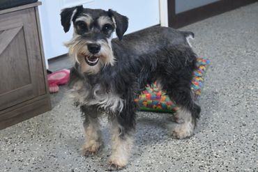 Schnauzer dog with gray and tan fur standing on a gravel path with fallen leaves.