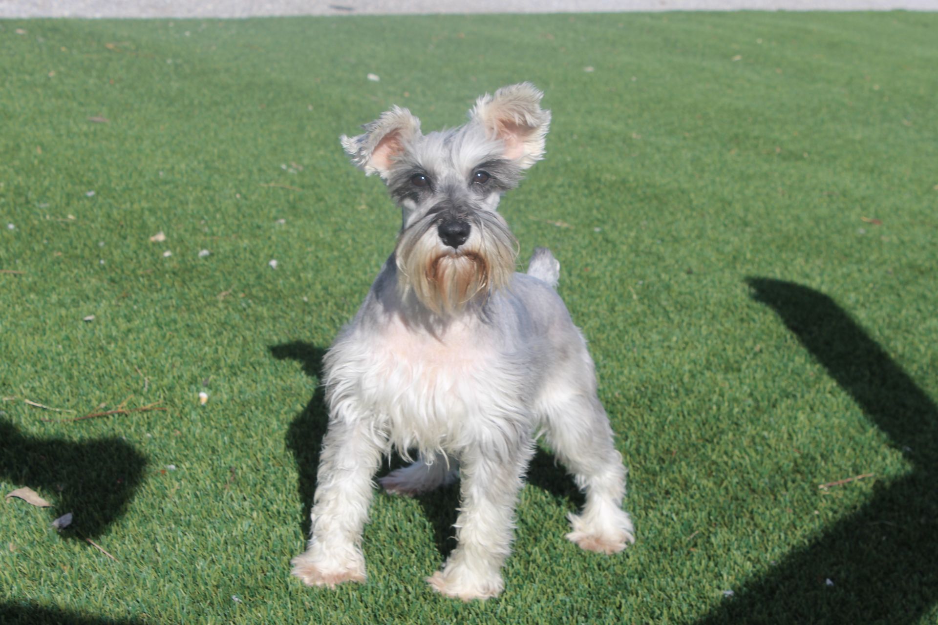Schnauzer dog with gray and tan fur standing on a gravel path with fallen leaves.