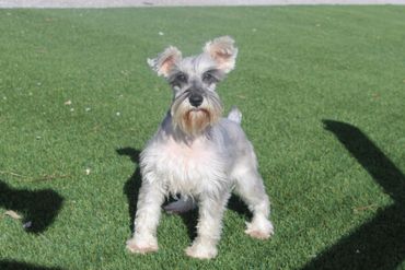Schnauzer dog with gray and tan fur standing on a gravel path with fallen leaves.
