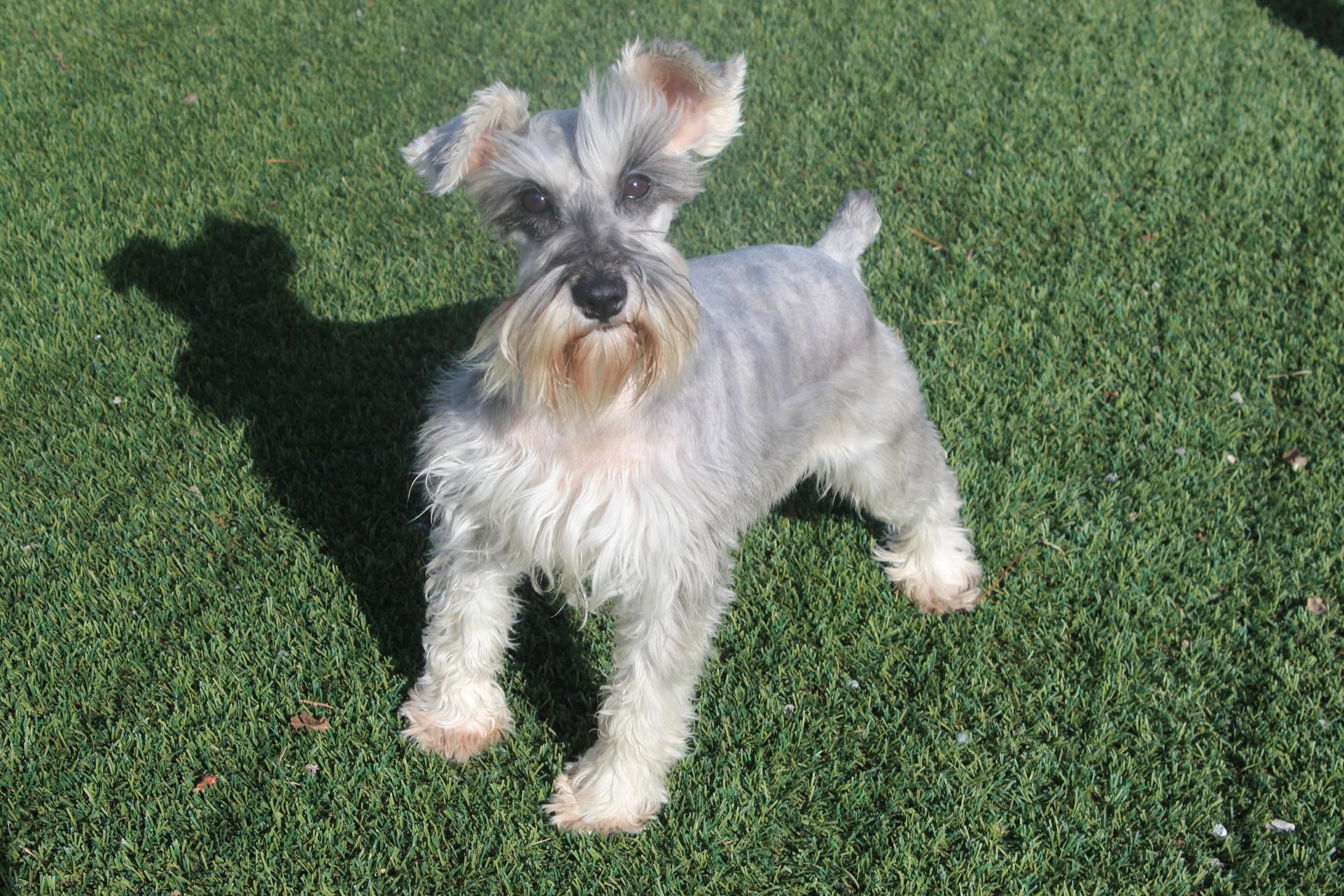 A small, salt-and-pepper Miniature Schnauzer stands on a bright green lawn, looking directly at the camera.