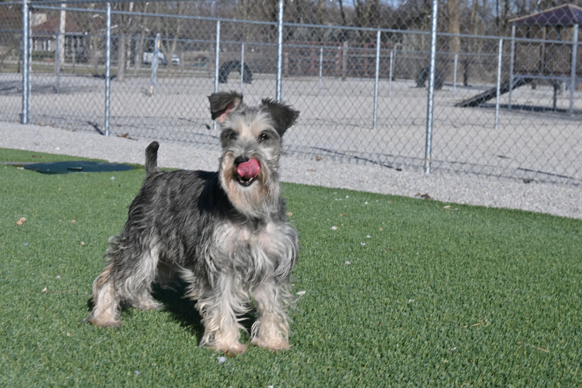 A salt-and-pepper Miniature Schnauzer licks its nose while standing on green artificial turf inside a fenced dog park.