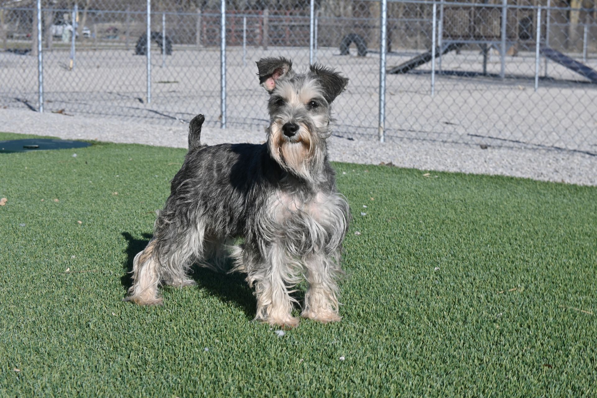 A gray and white Miniature Schnauzer stands on green turf, tongue slightly out, sunny day.