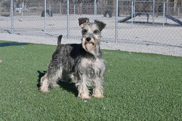 A gray and white Miniature Schnauzer stands on green turf, tongue slightly out, sunny day.