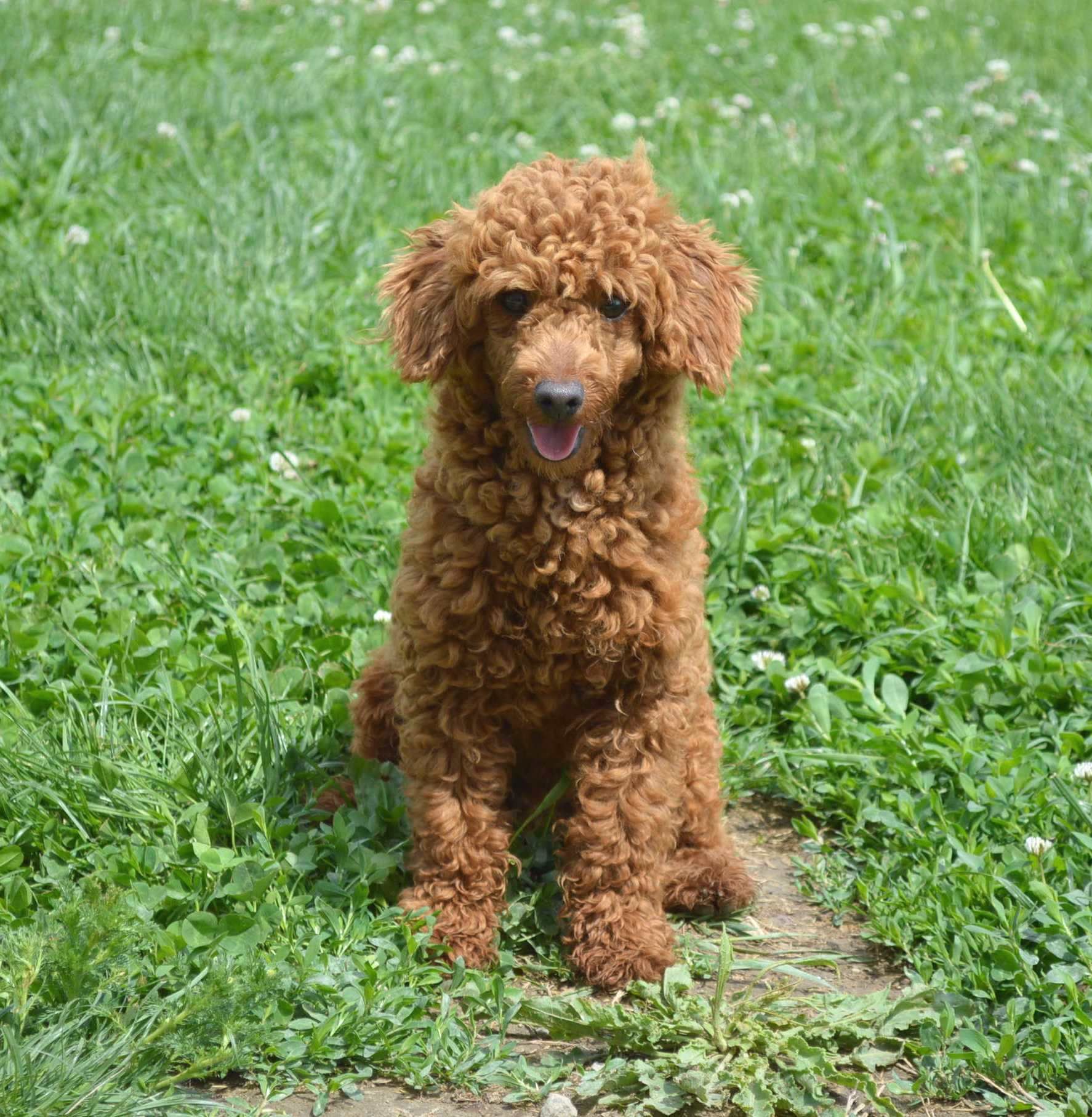 A small, brown, curly-haired poodle sits alertly in a patch of green grass.