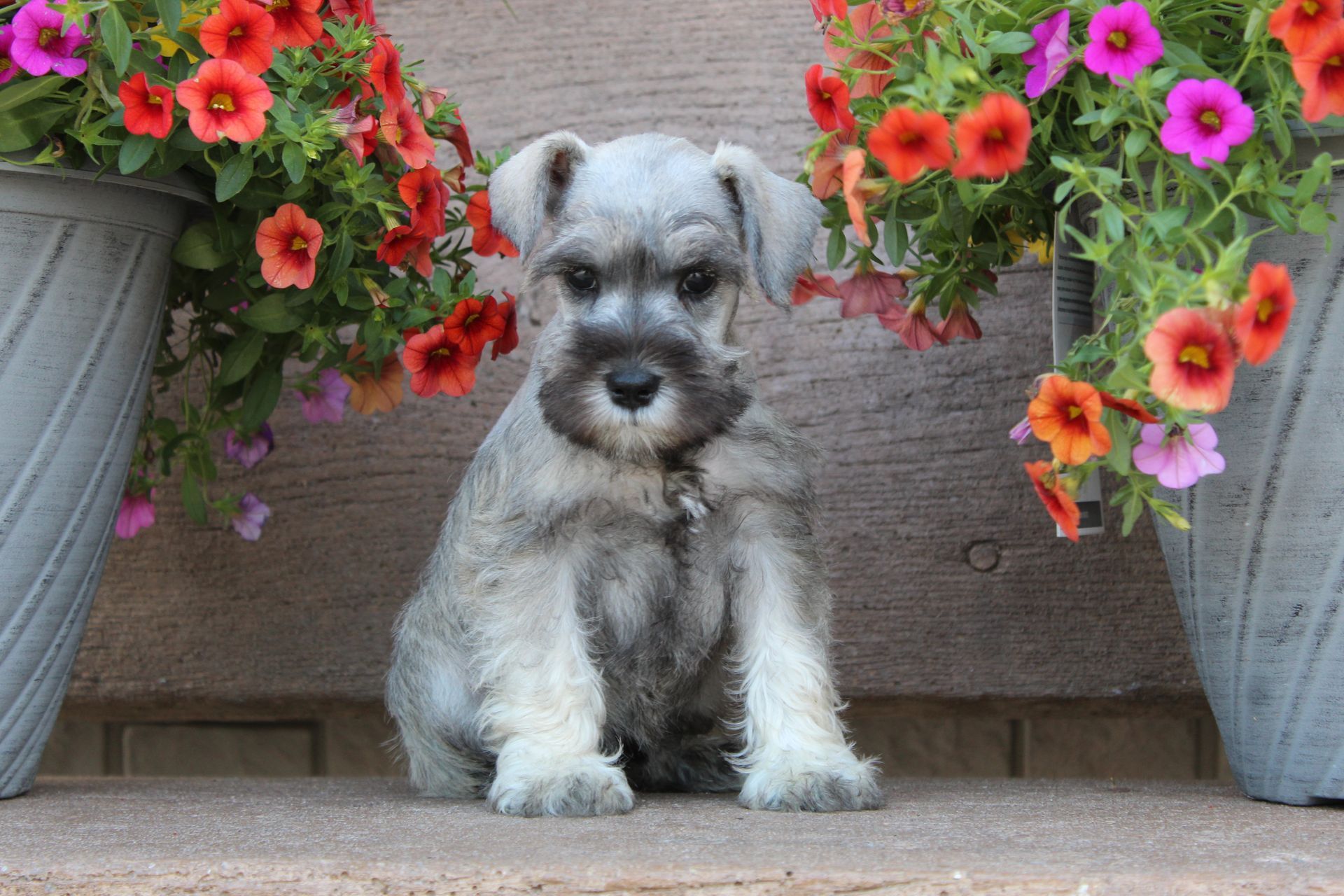 Small gray dog sitting between two flower pots with red and pink blossoms on a porch
