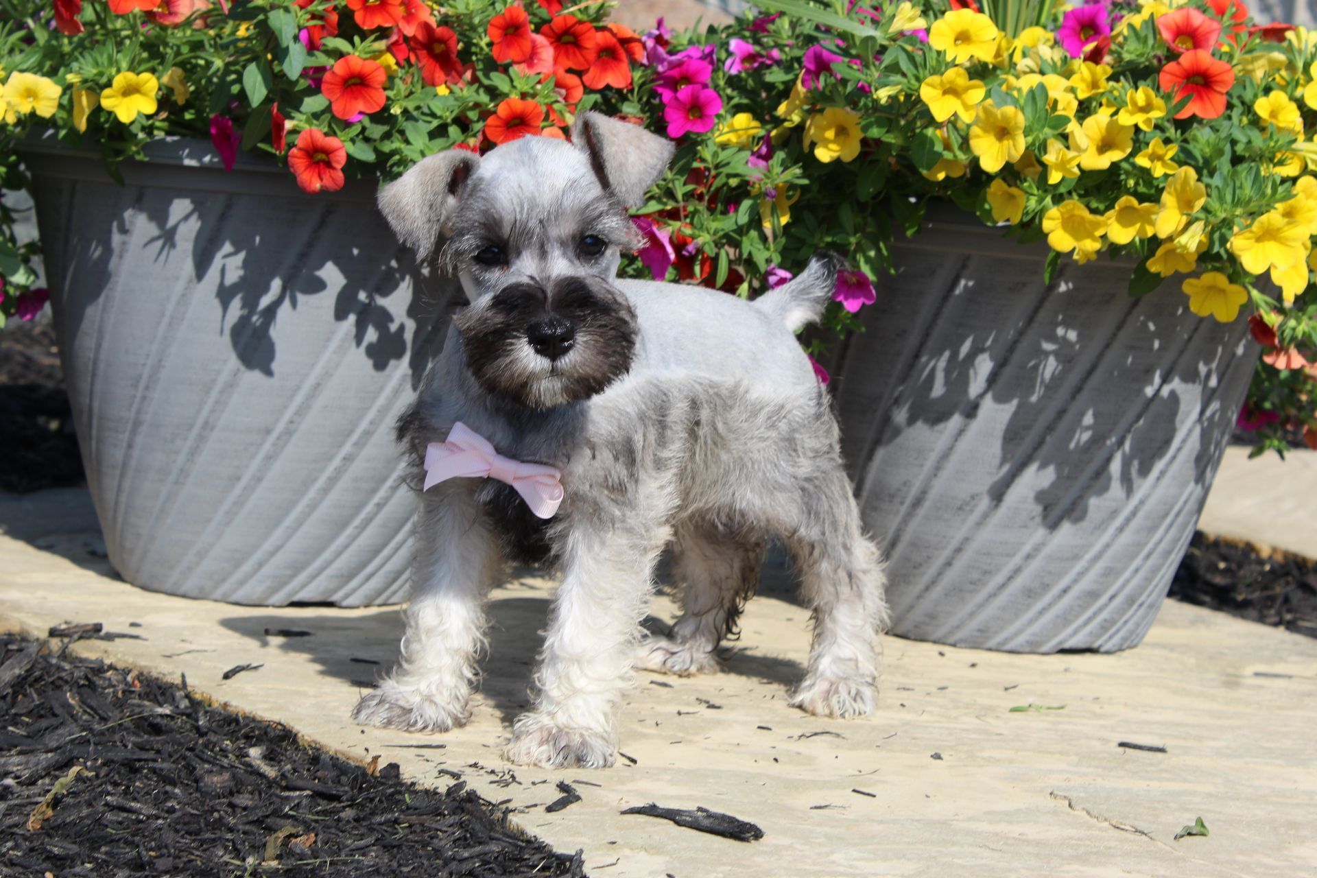Small gray dog standing on a patio in front of large gray flowerpots with red, pink, and yellow flowers.