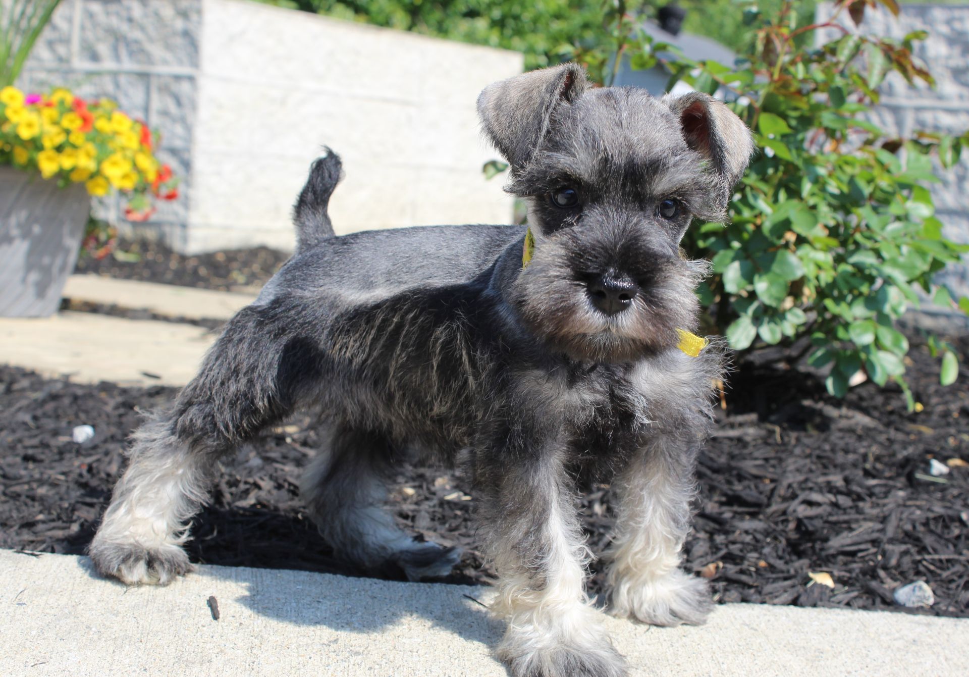 Small gray schnauzer puppy standing on a stone path in a garden near flowers and shrubs