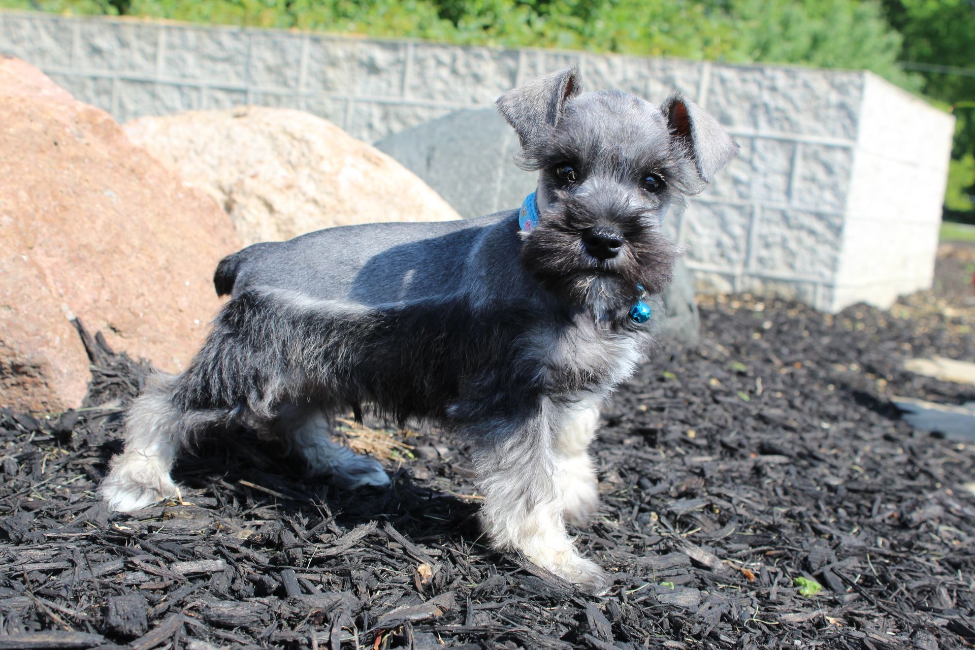 Small black-and-white dog standing on mulch in a sunny garden, wearing a blue collar.