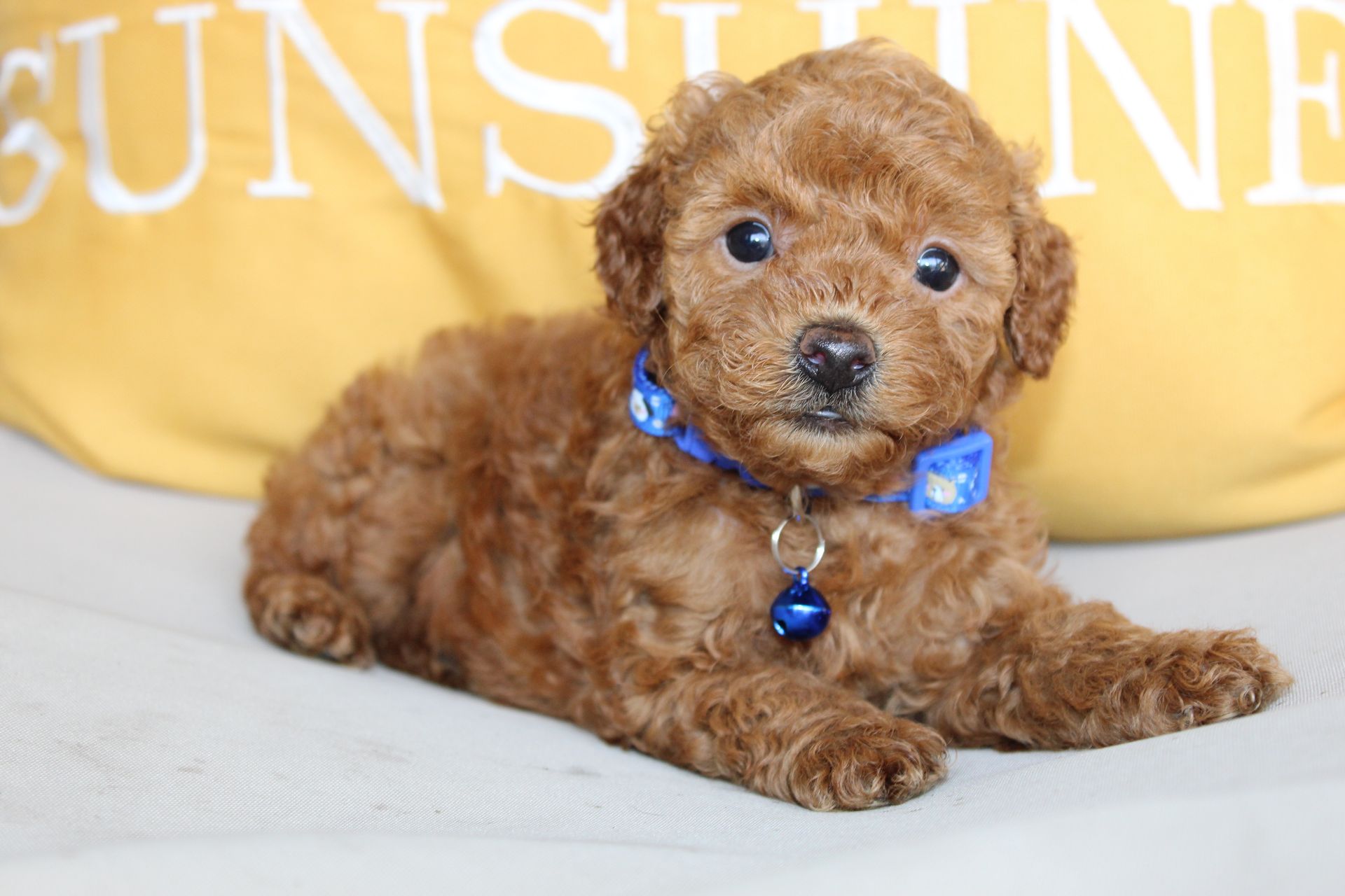 Small curly brown puppy with a blue collar lying on a white couch in front of a yellow pillow