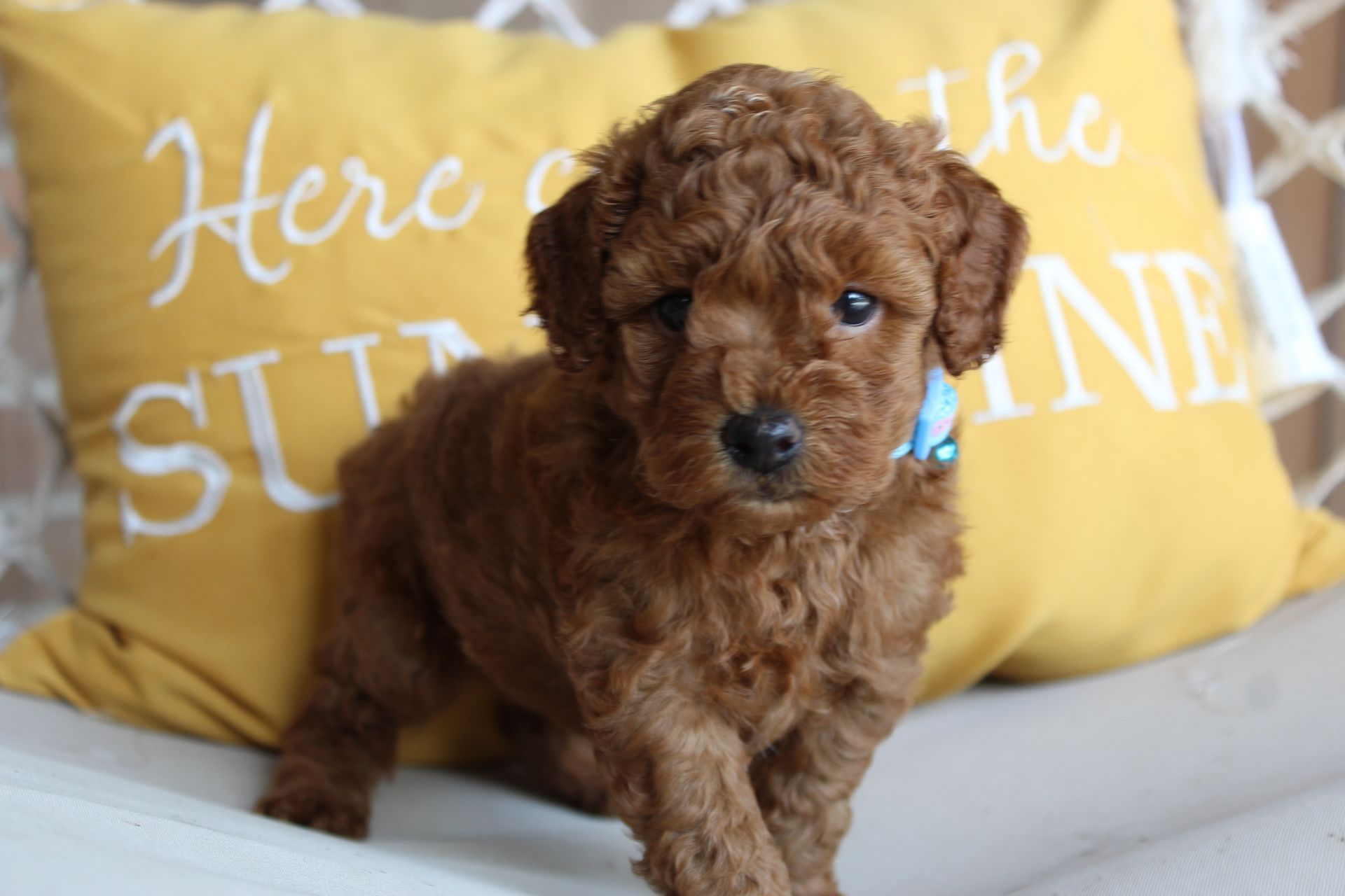 Curly brown puppy sitting on a bed in front of yellow pillows with white text