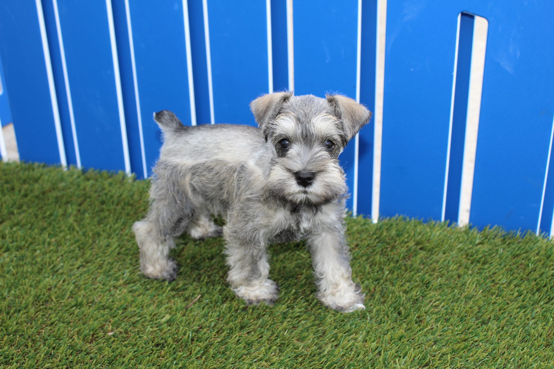 A small grey Schnauzer puppy standing on green artificial turf in front of a blue and white striped wall.