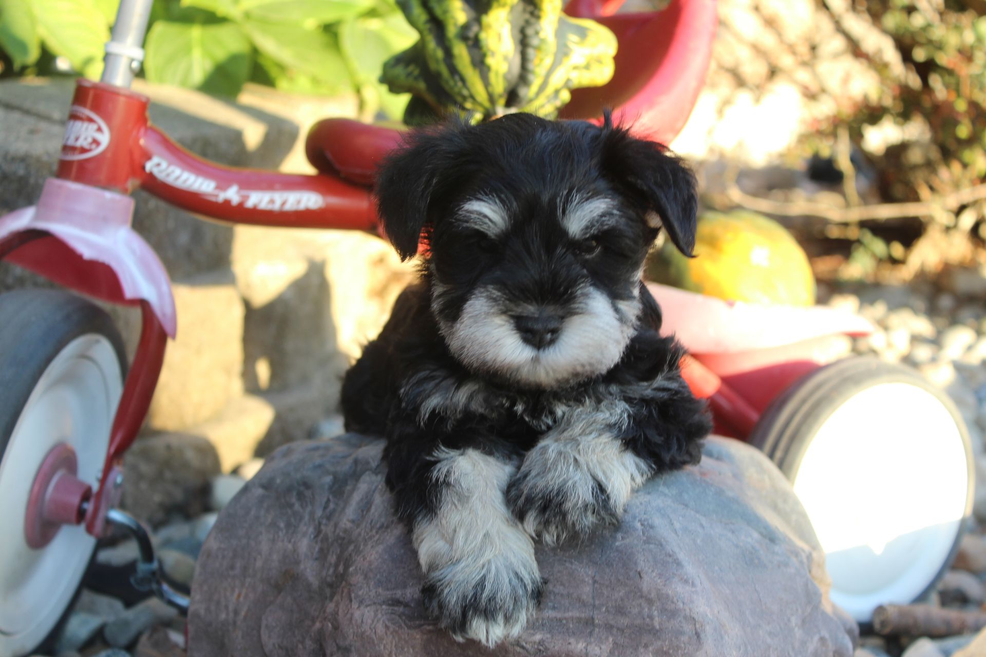 A small, black-and-silver Miniature Schnauzer puppy sits on a rock in front of a red tricycle.