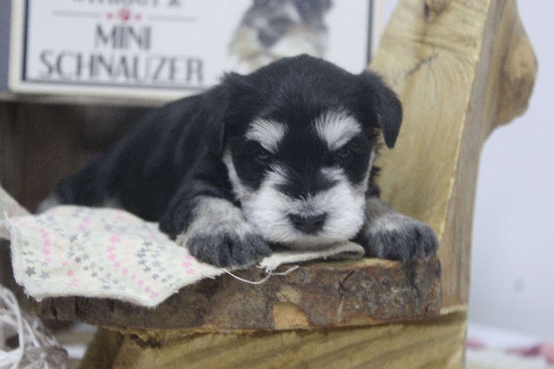 Schnauzer dog with gray and tan fur standing on a gravel path with fallen leaves.