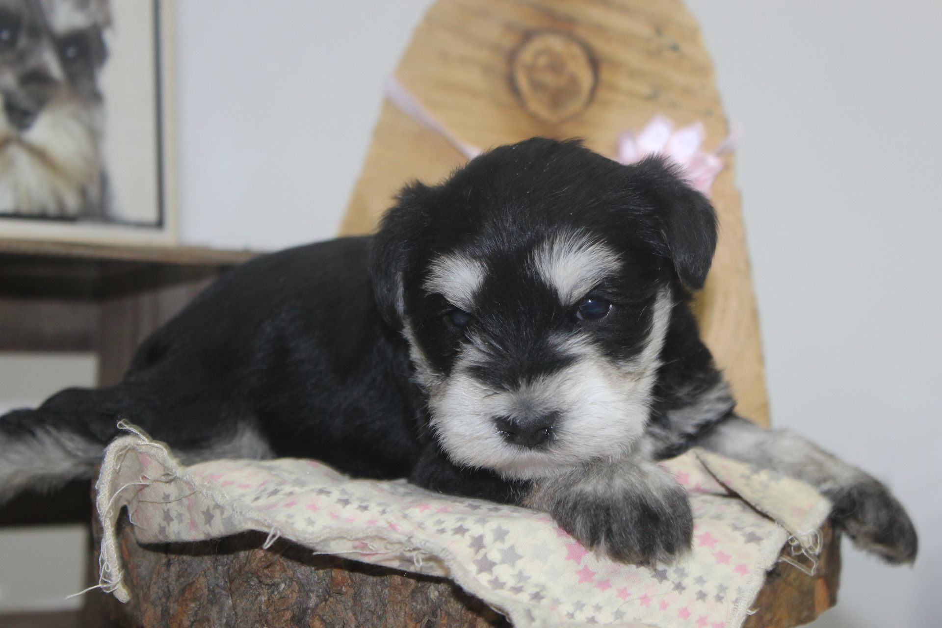 A black and white Miniature Schnauzer lies on a grassy lawn with a small toy nearby.